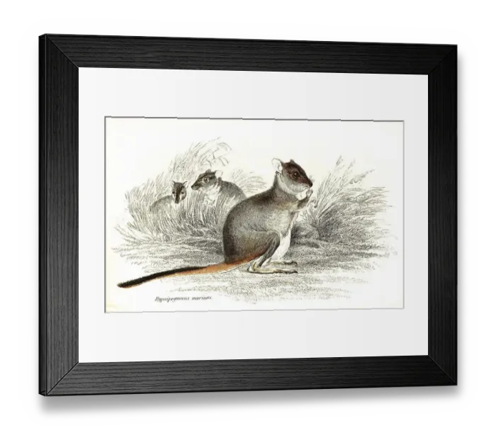 Framed Print : Kangaroo rat, Hypsiprymnus murinus Framed Print : Kangaroo rat, Hypsiprymnus murinus
