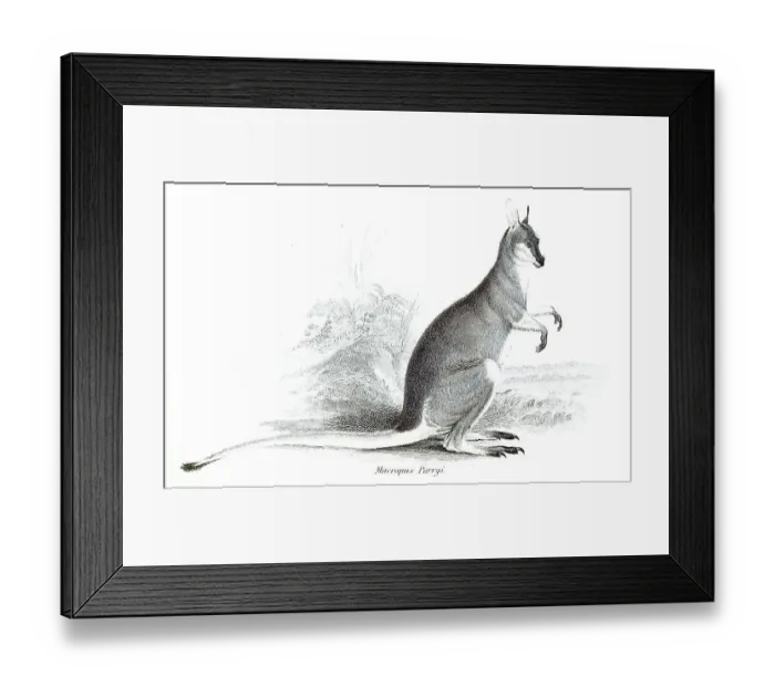 Framed Print : Pretty-faced (marsupialia) wallaby (Notamacropus) parryi