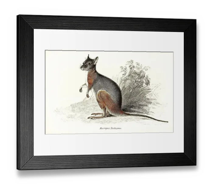 Framed Print : Derby (marsupialia) wallaby (Notamacropus)