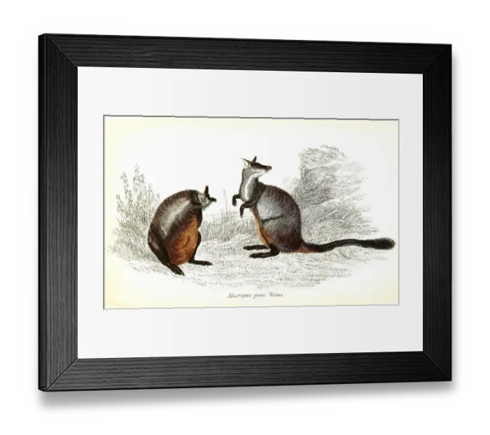 Framed Print : Macropus penicillatus, brush-tailed kangaroo