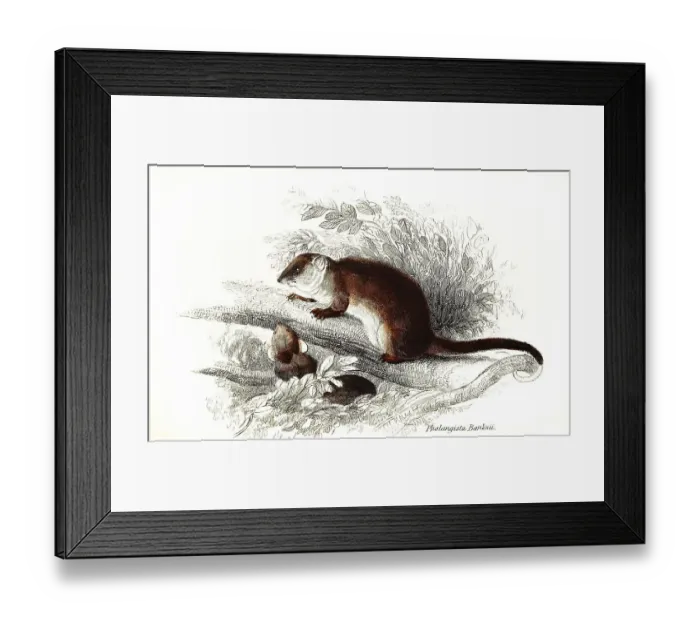 Framed Print : Phalangista (marsupialia) Banksii, syn Framed Print : Phalangista (marsupialia) Banksii, syn