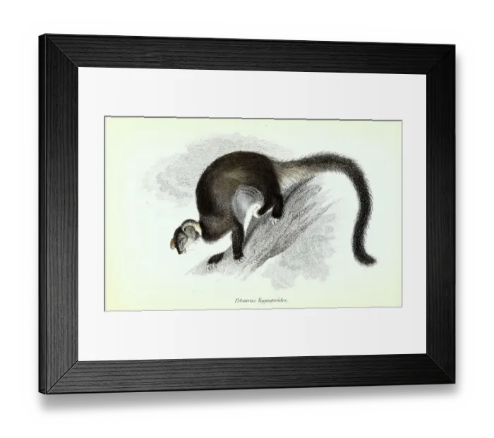 Framed Print : Prey horn or Taguan, Flying Opossum