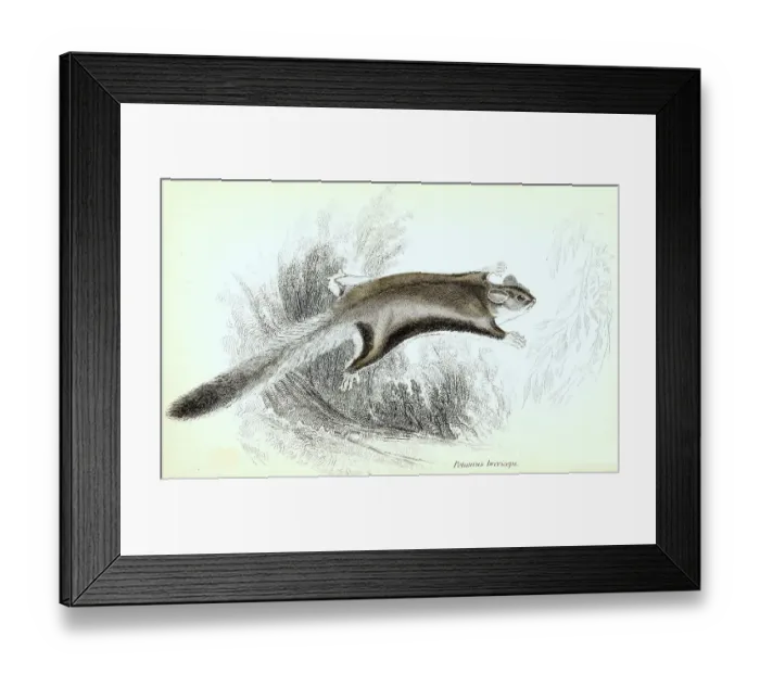 Framed Print : Sugar (marsupialia) gliders (Petaurus breviceps)