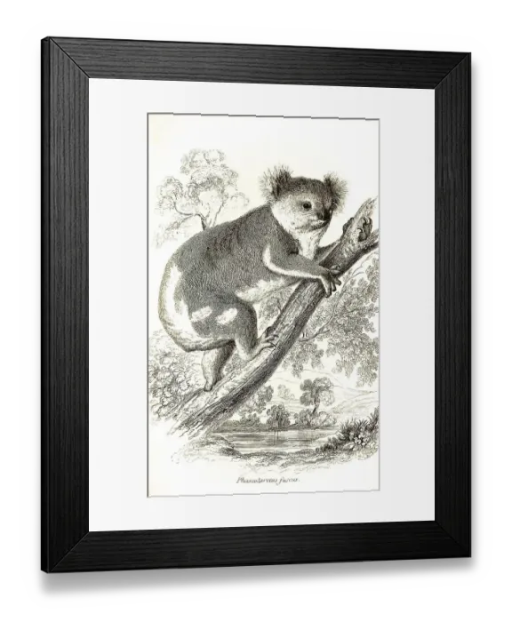 Framed Print : Koala (Phascolarctos cinereus) (marsupialia) Framed Print : Koala (Phascolarctos cinereus) (marsupialia)