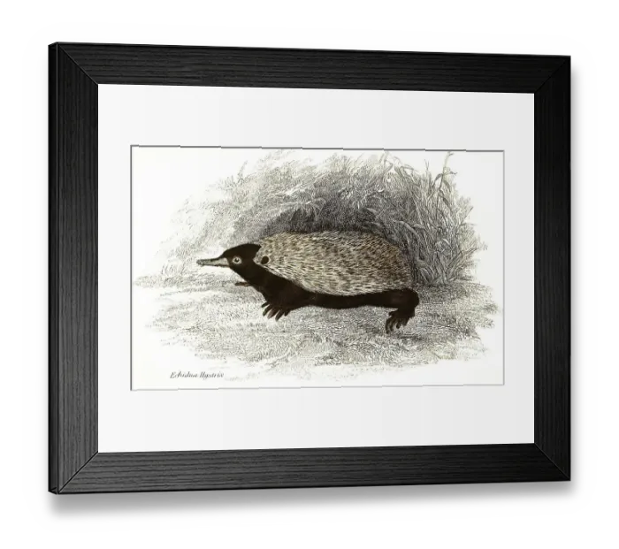 Framed Print : Echidna hystrix, short-beaked echidna
