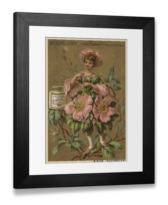 Framed Print : Picture series Flower Girl 2, Hedge Rose Framed Print : Picture series Flower Girl 2, Hedge Rose