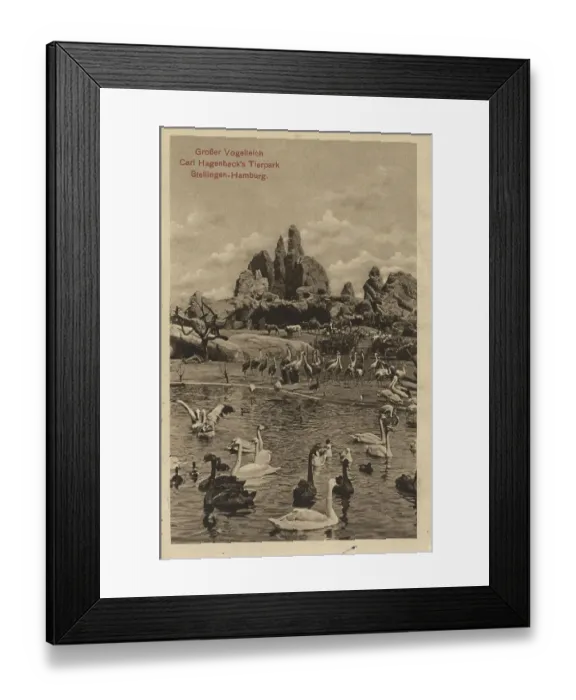 Framed Print : Bird pond in Tierpark Hagenbeck Framed Print : Bird pond in Tierpark Hagenbeck