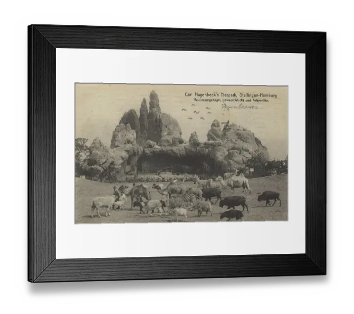 Framed Print : Hay feeder enclosure and lion gorge in Hagenbeck Zoo