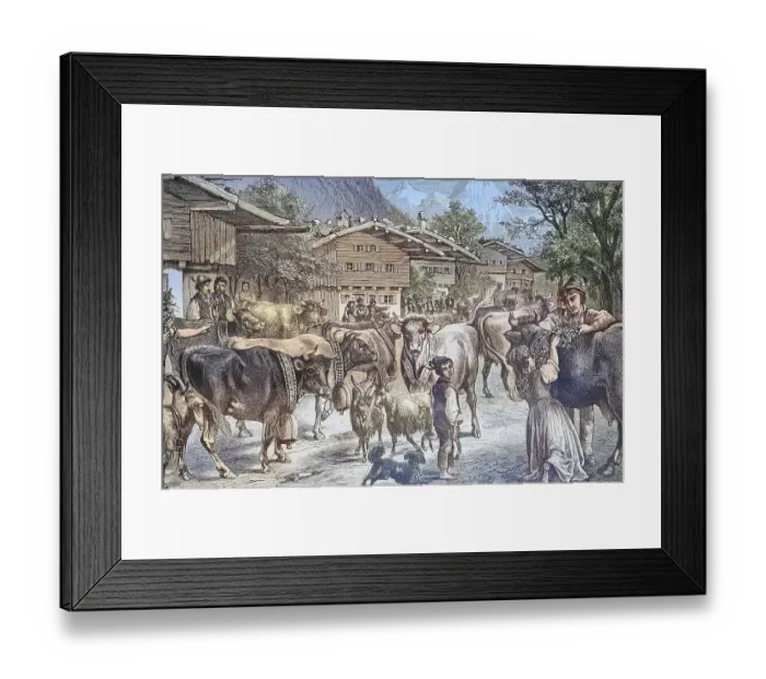 Framed Print : Driving up the cows to the Senner Alpe Framed Print : Driving up the cows to the Senner Alpe