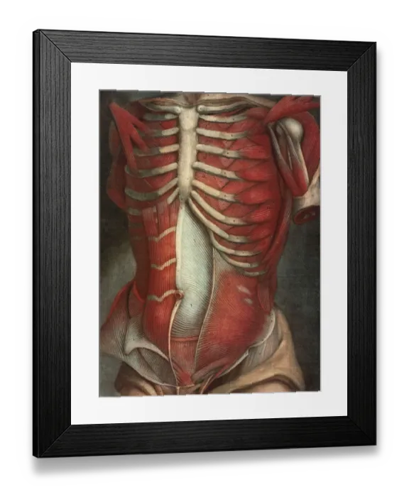 Framed Print : Medicine, Body, Muscles, Torso facing forward