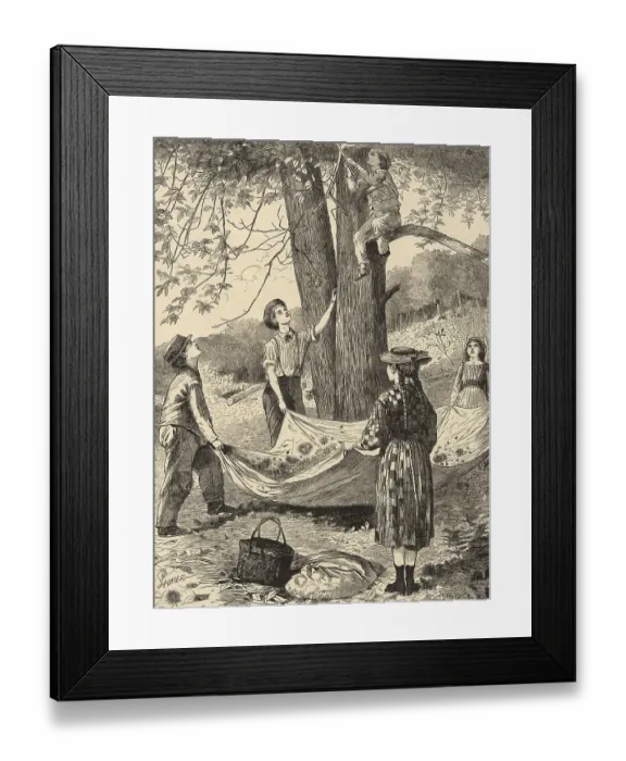 Framed Print : Gathering chestnuts, under a chestnut tree