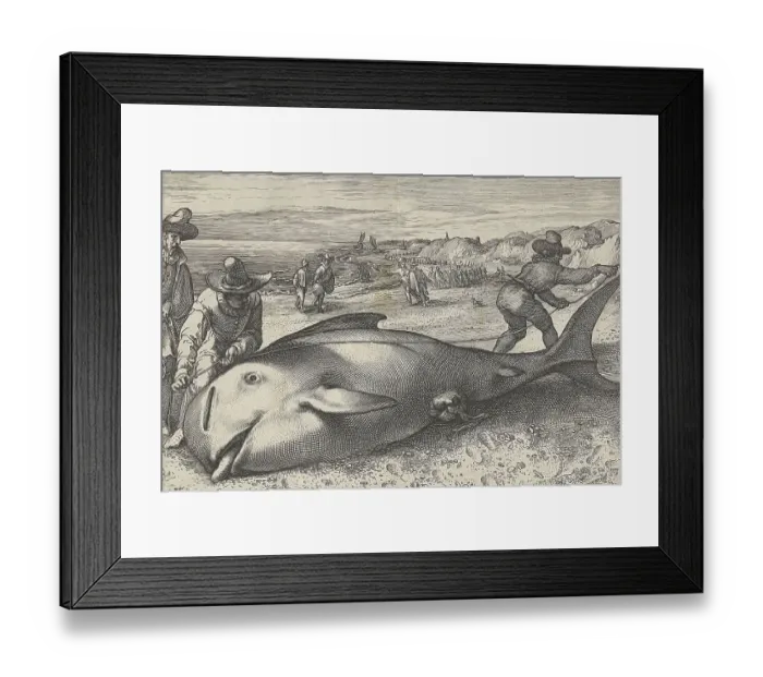 Framed Print : Stranded pilot whale on the beach of Zandvoort