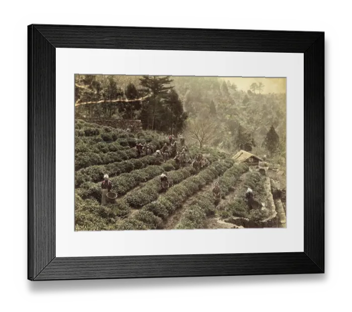 Framed Print : Tea plantation, cultivation and harvesting of tea