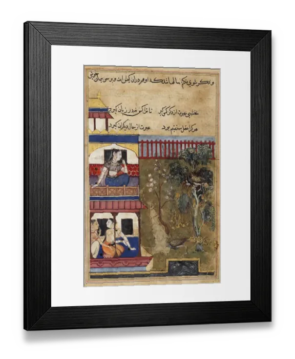 Framed Print : The Queen of Rum watches the peacock burn rather than give up its eggs as the peacock flees the nest
