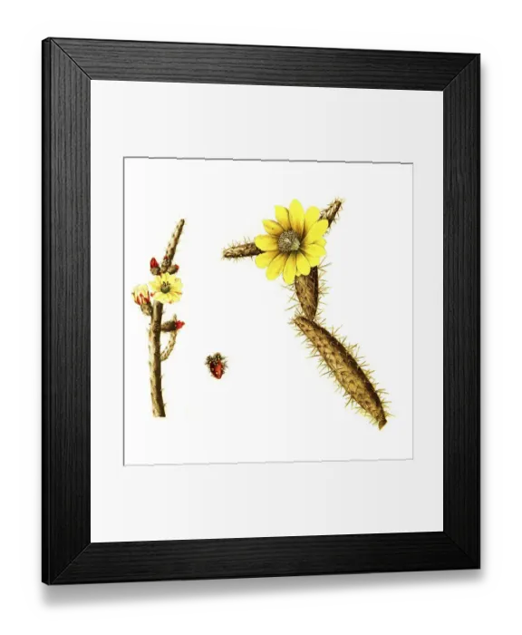 Framed Print : Cacti (Opuntia) salmiana and Opunti curasfavica Framed Print : Cacti (Opuntia) salmiana and Opunti curasfavica