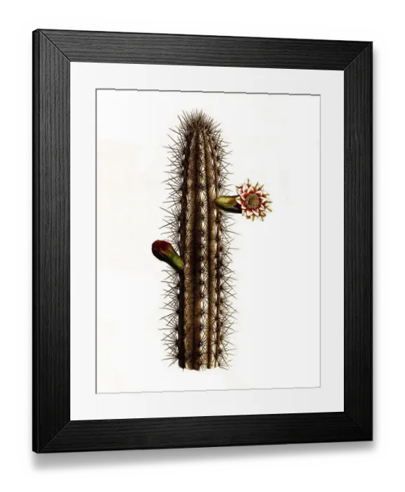 Framed Print : Cactus (Cereus) curtisii, Syn. Cephalocereus nobilis var Framed Print : Cactus (Cereus) curtisii, Syn. Cephalocereus nobilis var