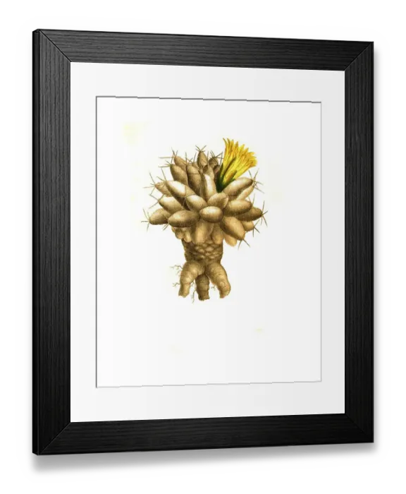 Framed Print : Cactus (cactaceae) (Mammillaria) uberiformis Framed Print : Cactus (cactaceae) (Mammillaria) uberiformis