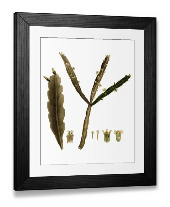 Framed Print : Cacti, Rhipsalis platycarpa, Rhipsalis pentaptera