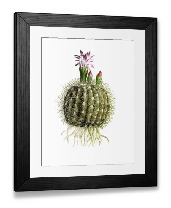 Framed Print : Cacti, Echinocactus acutissimus Framed Print : Cacti, Echinocactus acutissimus