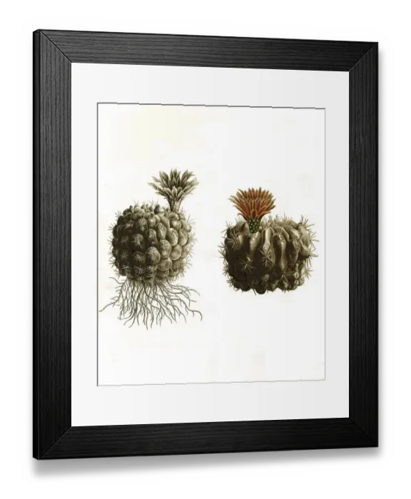 Framed Print : Cacti, Echinocactus hybocentrus