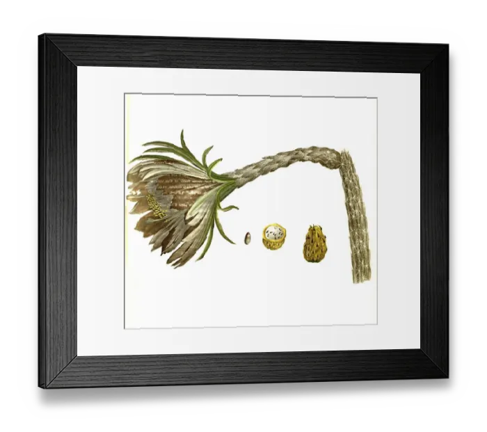 Framed Print : Cactus (Cactaceae) (Cereus) undatus, syn Framed Print : Cactus (Cactaceae) (Cereus) undatus, syn