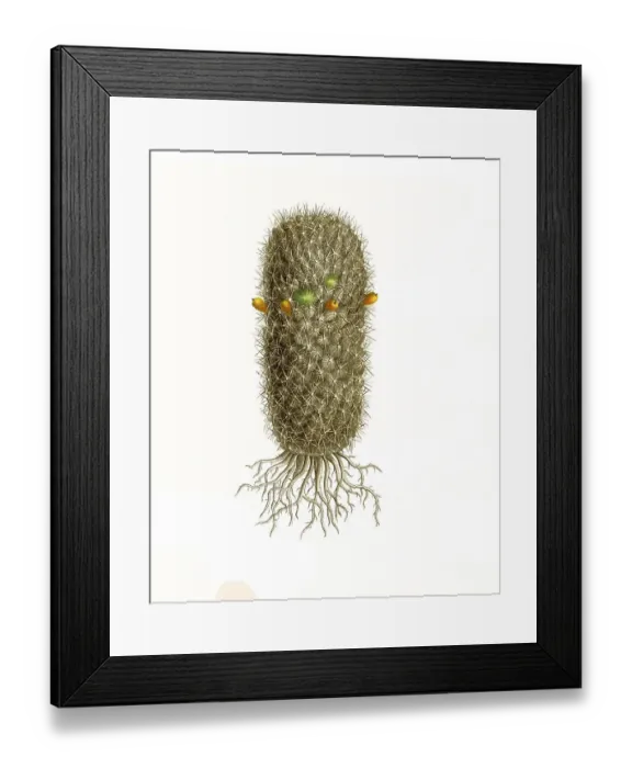 Framed Print : Cacti, Meriacantha, Historic, digitally restored reproduction from a 19th century original