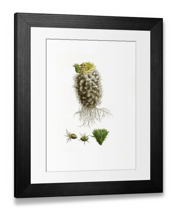 Framed Print : Cacti (Mammillaria) pycnacantha Framed Print : Cacti (Mammillaria) pycnacantha