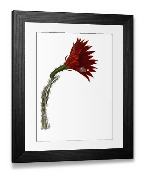 Framed Print : Cacti (Cereus) schrankii, Historical