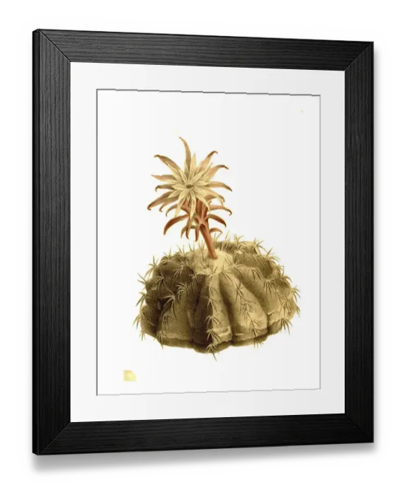 Framed Print : Cacti, Discocactus insignia, Historical