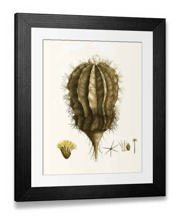 Framed Print : Cacti, Echinocactus pfeifferi zuccarini Framed Print : Cacti, Echinocactus pfeifferi zuccarini