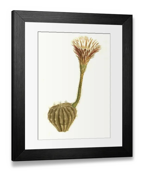 Framed Print : Cacti, Historical, digitally restored reproduction from a 19th century original