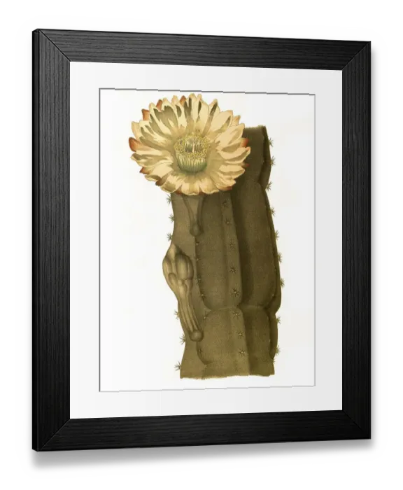 Framed Print : Cactus (Cereus) peruvianus, Rock cactus