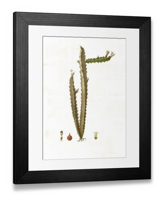 Framed Print : Cacti, Pfeiffera cereiformis, Syn Framed Print : Cacti, Pfeiffera cereiformis, Syn