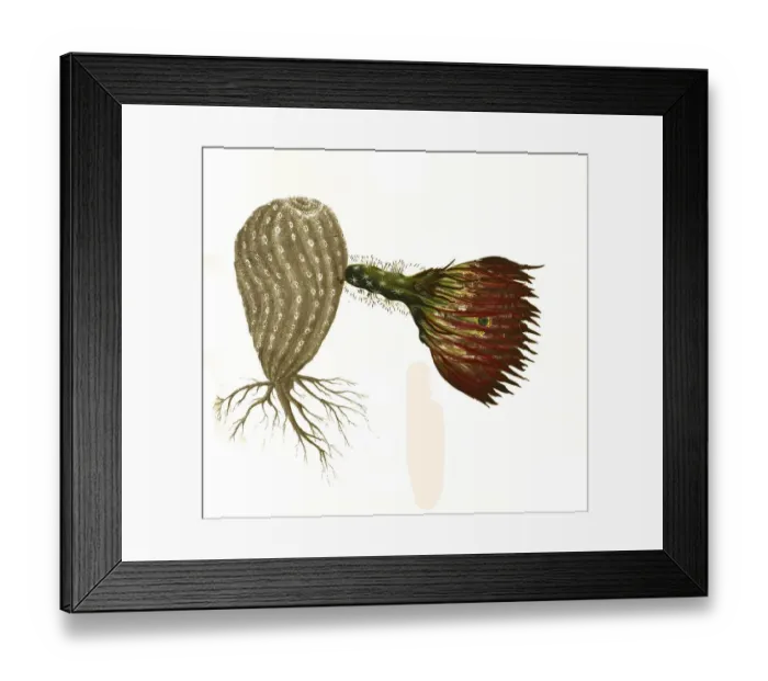 Framed Print : Cacti, Echinopsis pectinata, Syn