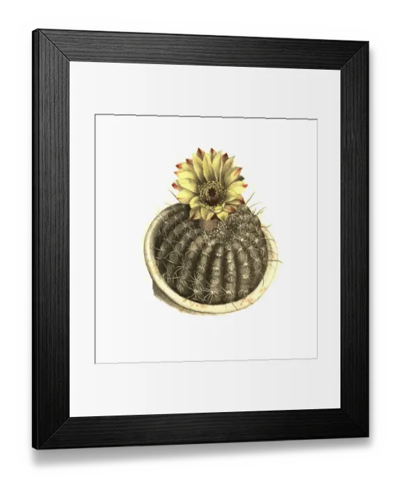 Framed Print : Cacti, Echinocactus concinnus lemaire