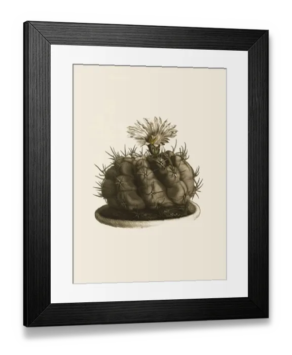 Framed Print : Cacti, Echinocactus (cactaceae) fossulatus