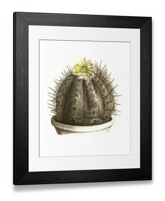 Framed Print : Cacti, Echinocactus (cactaceae) bridgesii Framed Print : Cacti, Echinocactus (cactaceae) bridgesii
