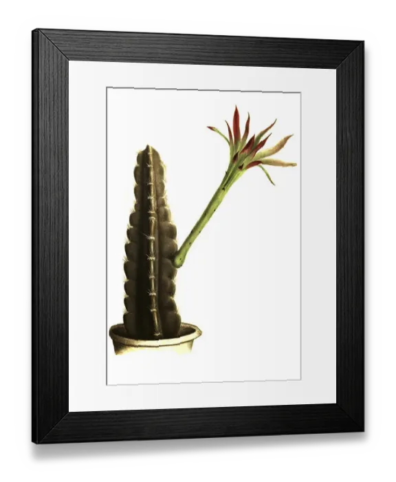 Framed Print : Cacti (Cereus) variabilis, Historical Framed Print : Cacti (Cereus) variabilis, Historical
