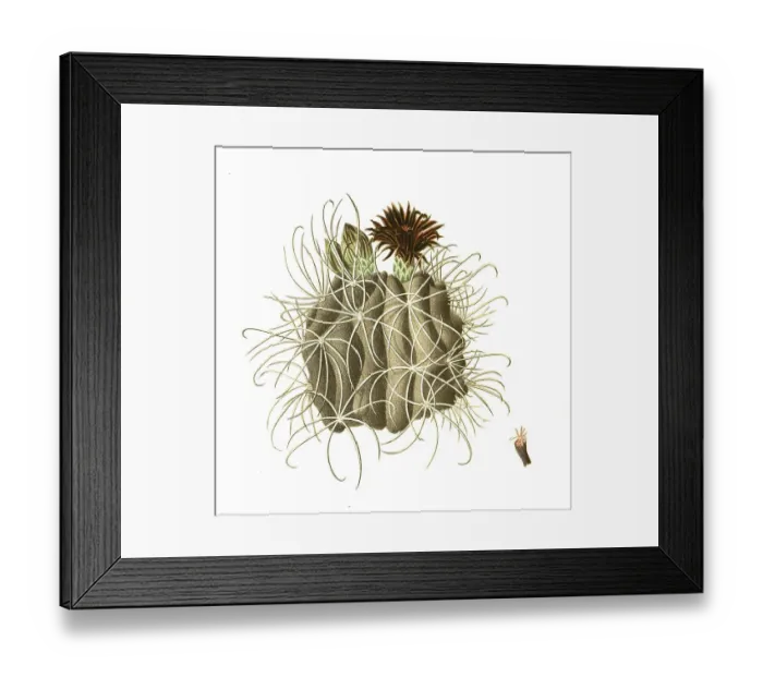 Framed Print : Cacti (Echinocactus uncinatus)