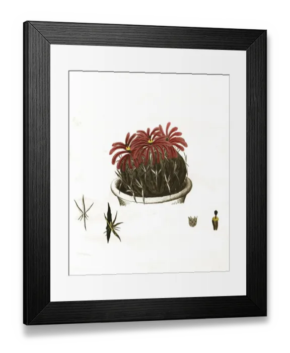 Framed Print : Cacti, echinocactus obvallatus Framed Print : Cacti, echinocactus obvallatus