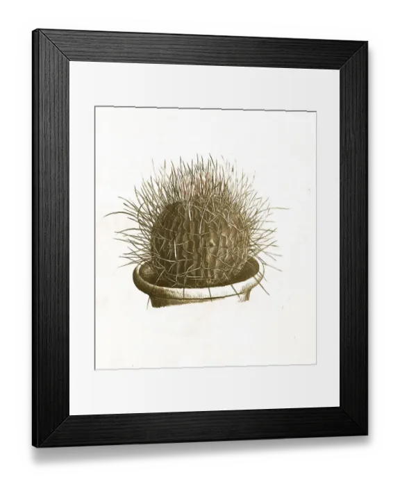Framed Print : Cacti, Echinocactus airigens, Historical