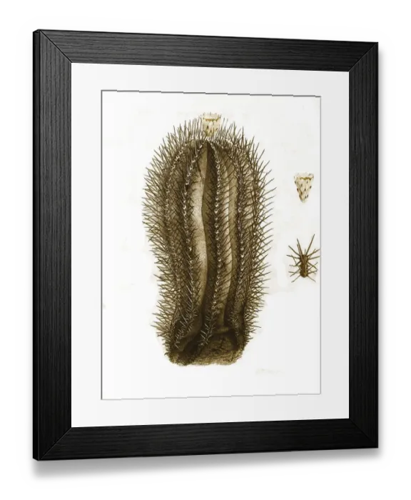 Framed Print : Cacti, Echinocactus marginatus