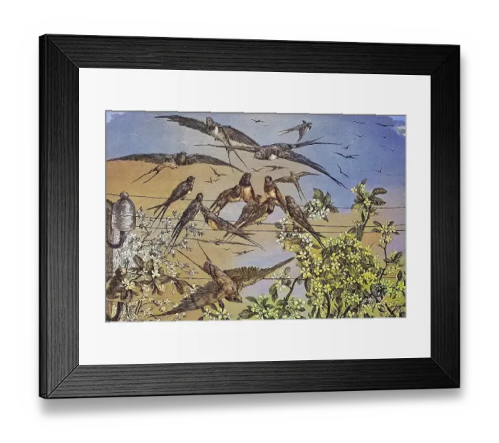Framed Print : Swallows in Spring, historical engraving Framed Print : Swallows in Spring, historical engraving