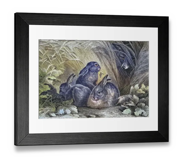 Framed Print : Fox watching hares, historical engraving