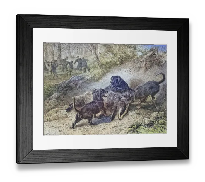 Framed Print : Hounds hunting badgers, historical engraving