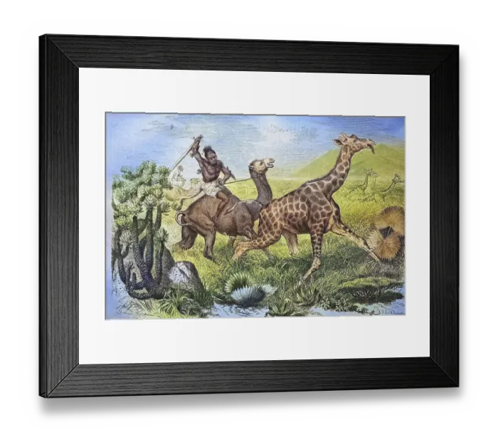 Framed Print : Giraffe Hunt in Africa, historical engraving Framed Print : Giraffe Hunt in Africa, historical engraving