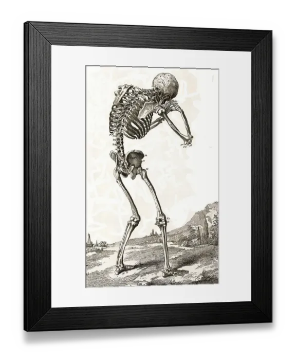 Framed Print : A human skeleton, seen from behind