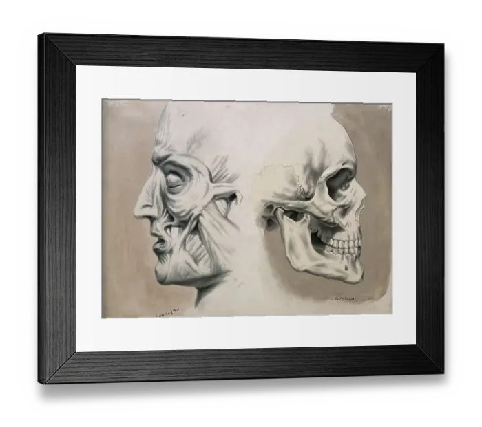 Framed Print : (left) with muscles and tendons