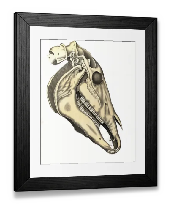 Framed Print : Veterinary medicine, Anatomy, Skull bone of a horse