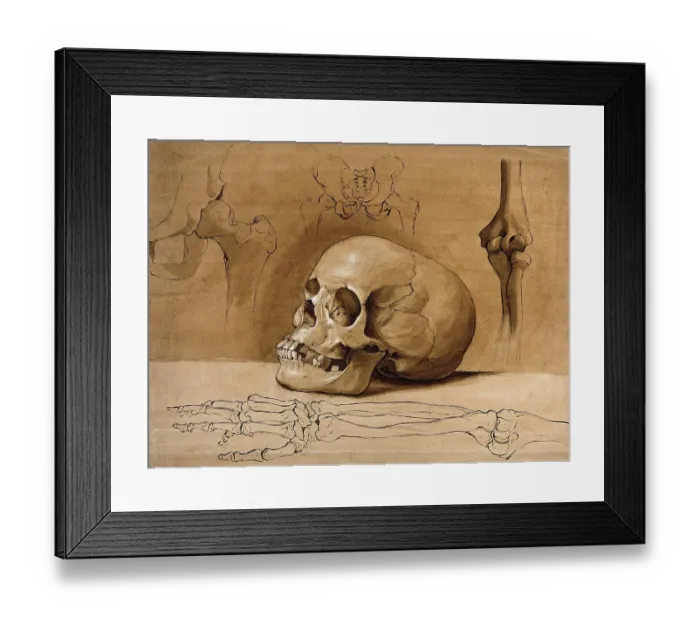 Framed Print : Medicine, Anatomy, Skull, pelvic bones and arm bones Framed Print : Medicine, Anatomy, Skull, pelvic bones and arm bones